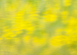 菜の花は水面で揺らめく