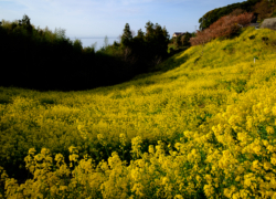 迷い込んで菜の花の谷