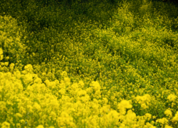 花粉がいっぱい