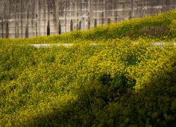 菜の花の谷、再び
