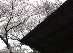 屋根と桜