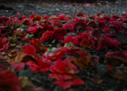 椿の落ちる風情