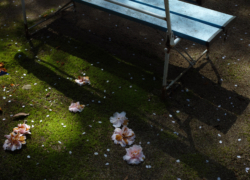 苔生す絨毯に椿落ちて