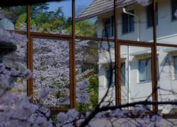 窓ガラスに桜の賑わい
