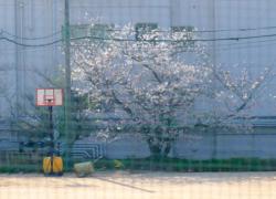 校庭の桜をネット越しに