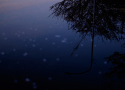 花散らし、水鏡映える