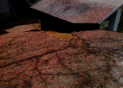 萼片は散って魅せる