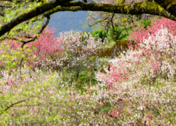 花桃は幸せの色