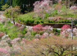 花桃の里の一期一会