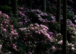 出迎えはシャクナゲの彩り