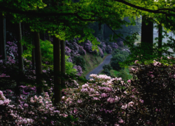 シャクナゲ再び、新緑と共に