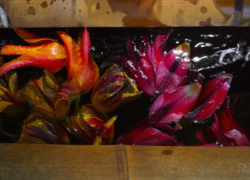 チューリップは手水舎で泳ぐ