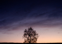 夕彩は水鏡に滲んで