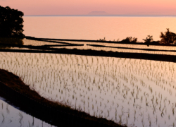 再会は棚田にて