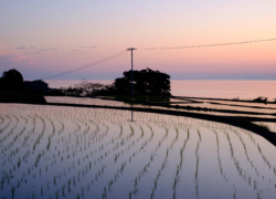 あれもこれもと