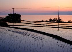 淡く染まって指が弾んで