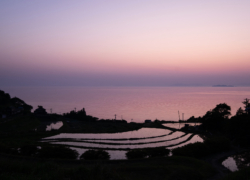 そして棚田は薄紫に染まる