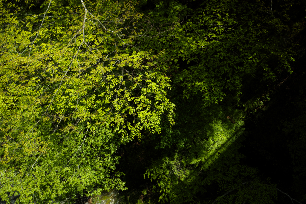 新緑、橋の上より