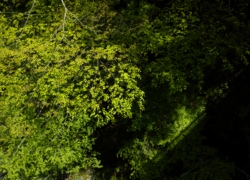 新緑、橋の上より