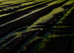 藻色と轍は詩となりて