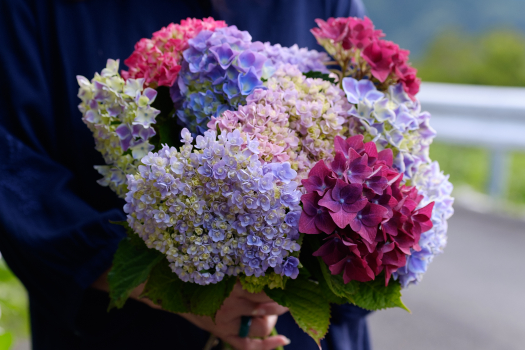 紫陽花ブーケの贈り物