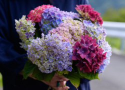 紫陽花ブーケの贈り物
