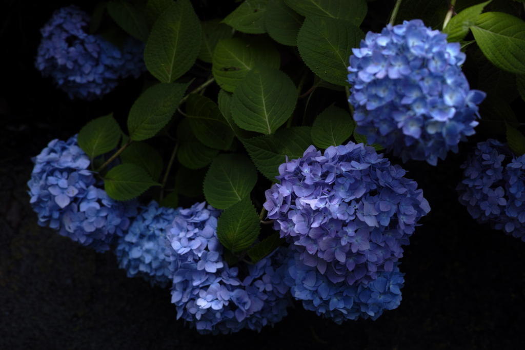 紫陽花は歓迎の色づき