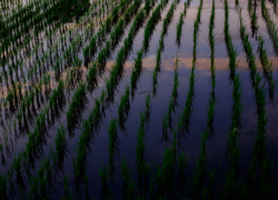 稲の隙間のいい頃合い