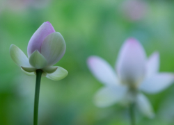 綻びる頃の美しさ