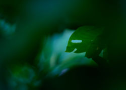 蓮池のモンスター