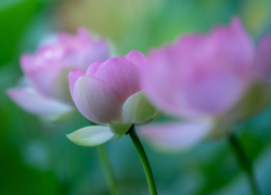 咲き初めの三姉妹