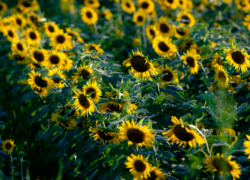 表情は曇りがち