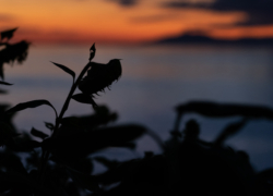 残照とひまわり