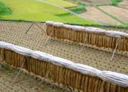 縁がないということ