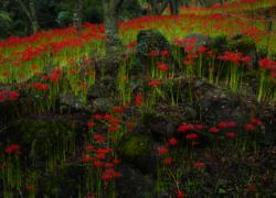 曼珠沙華は岩場で映える