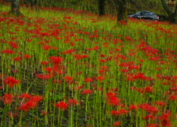 初秋の紅、咲き初める