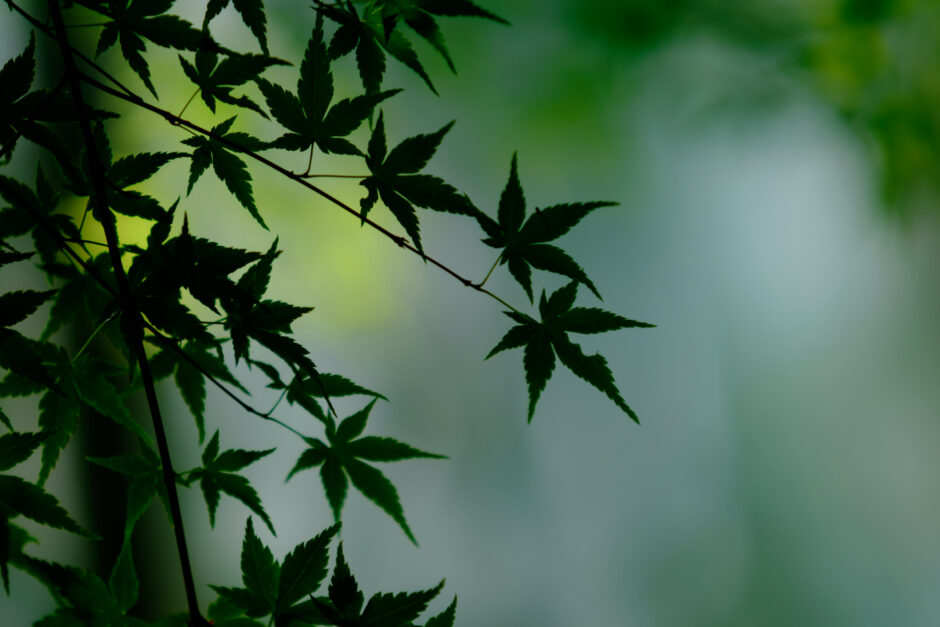 魅惑のフォルム