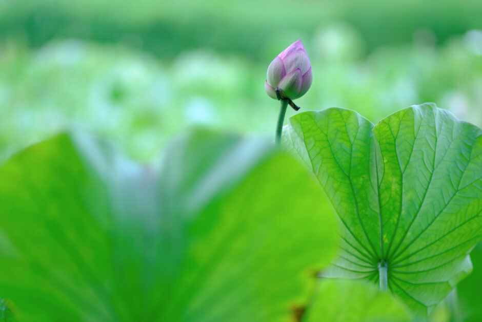 はじまりはやはり