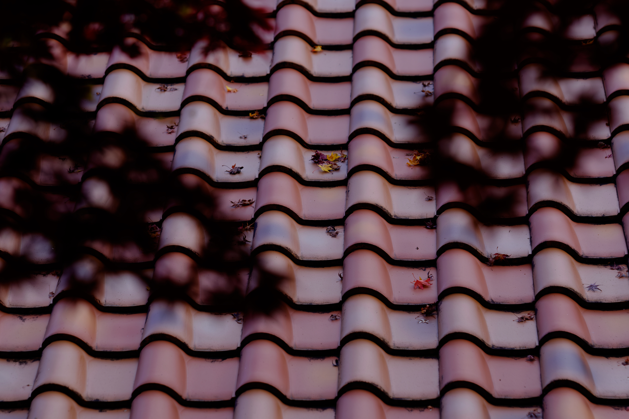 瓦に落葉散りばむ叙情