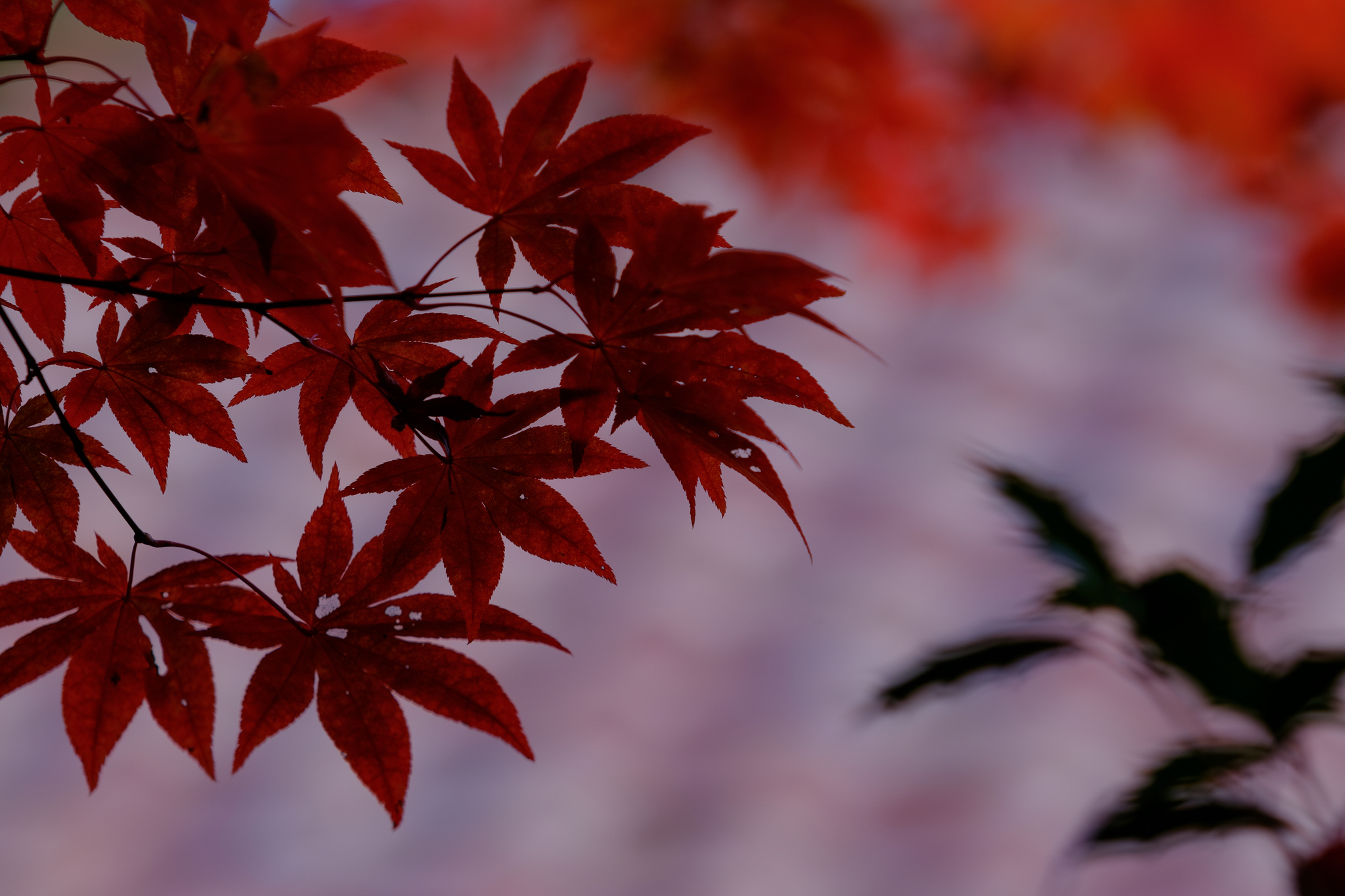 このモチーフで