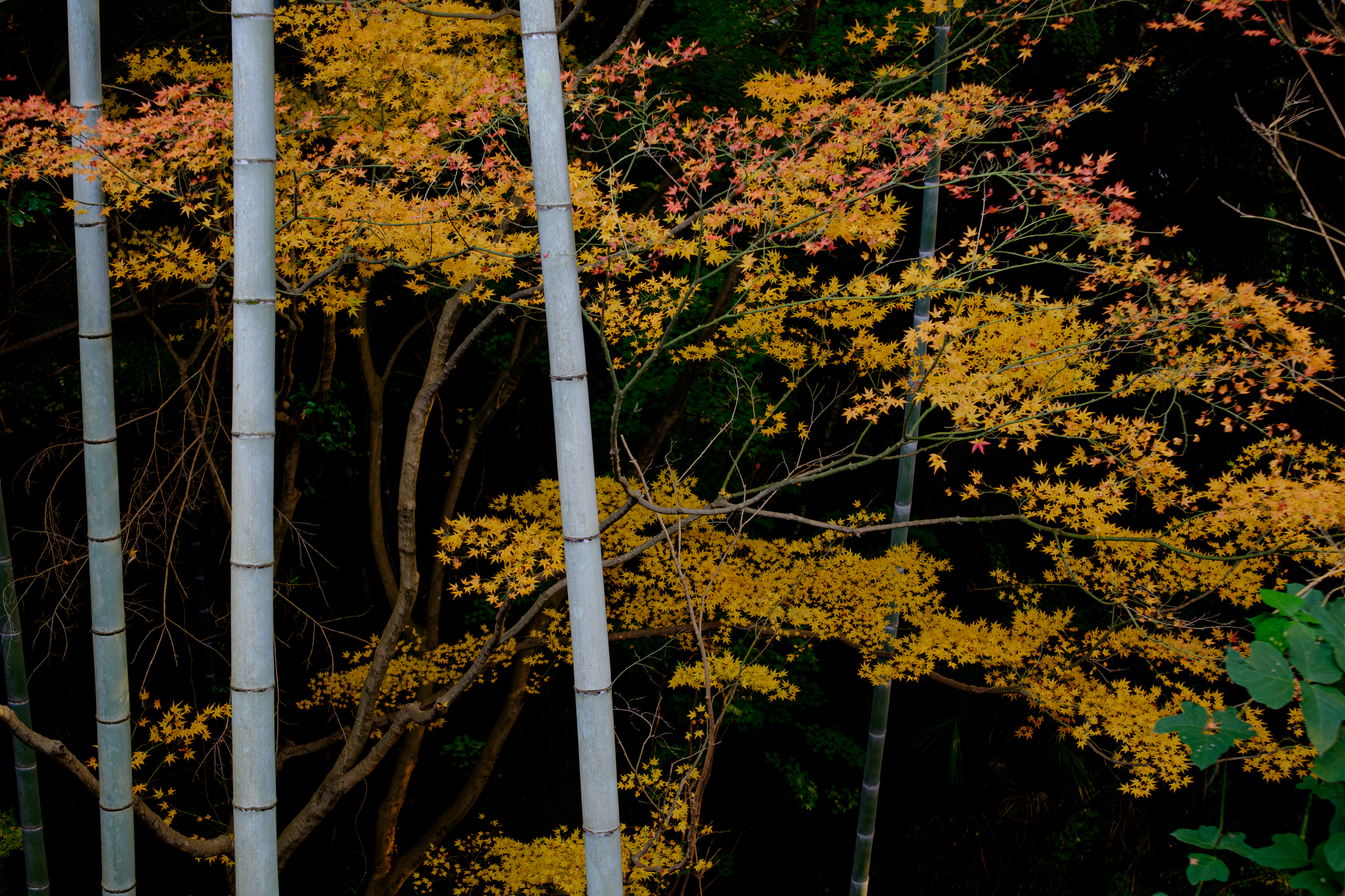 楽しみは来年に