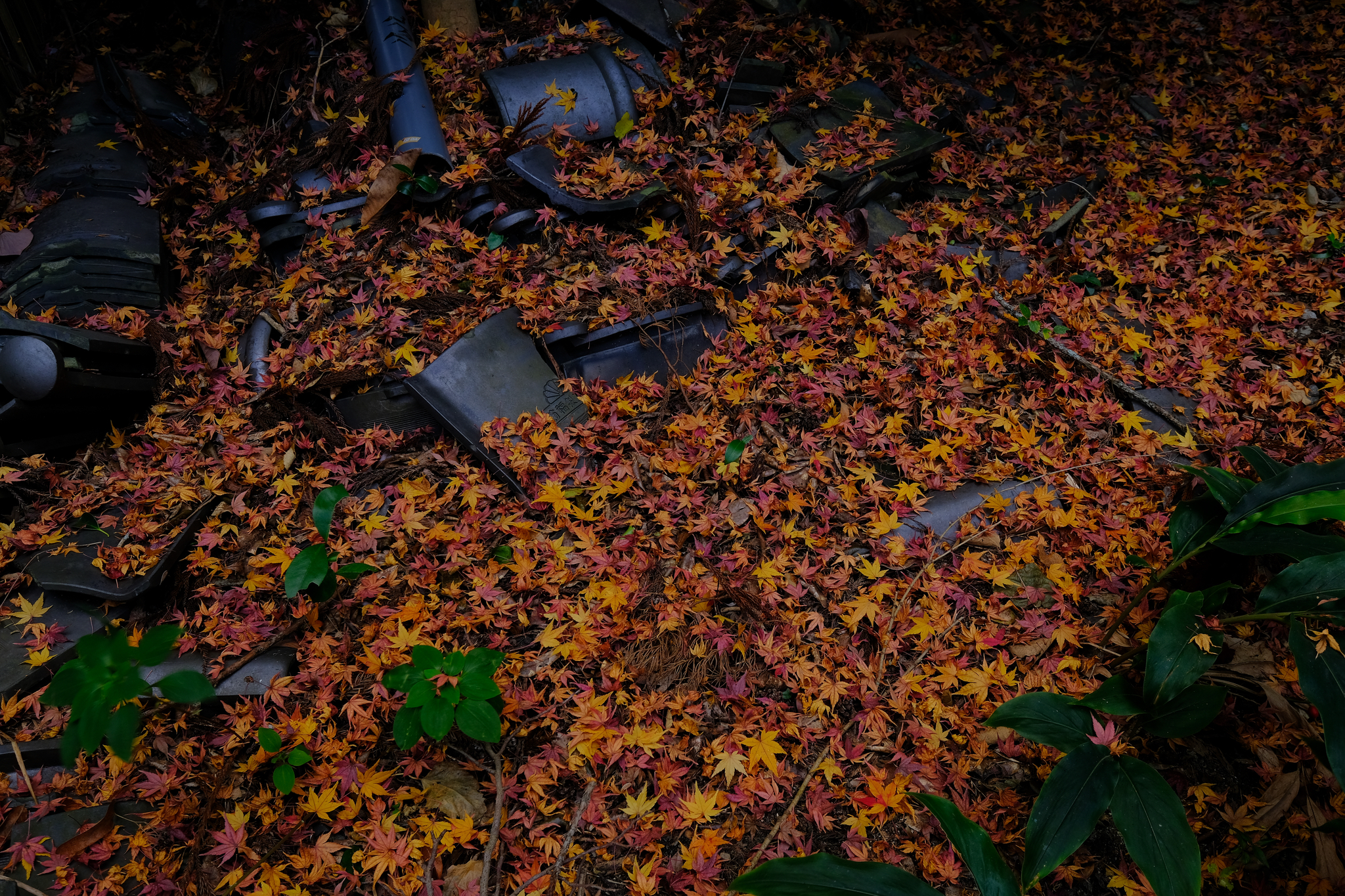 吹き溜まりの美しさ