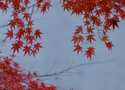 よりどりみどり