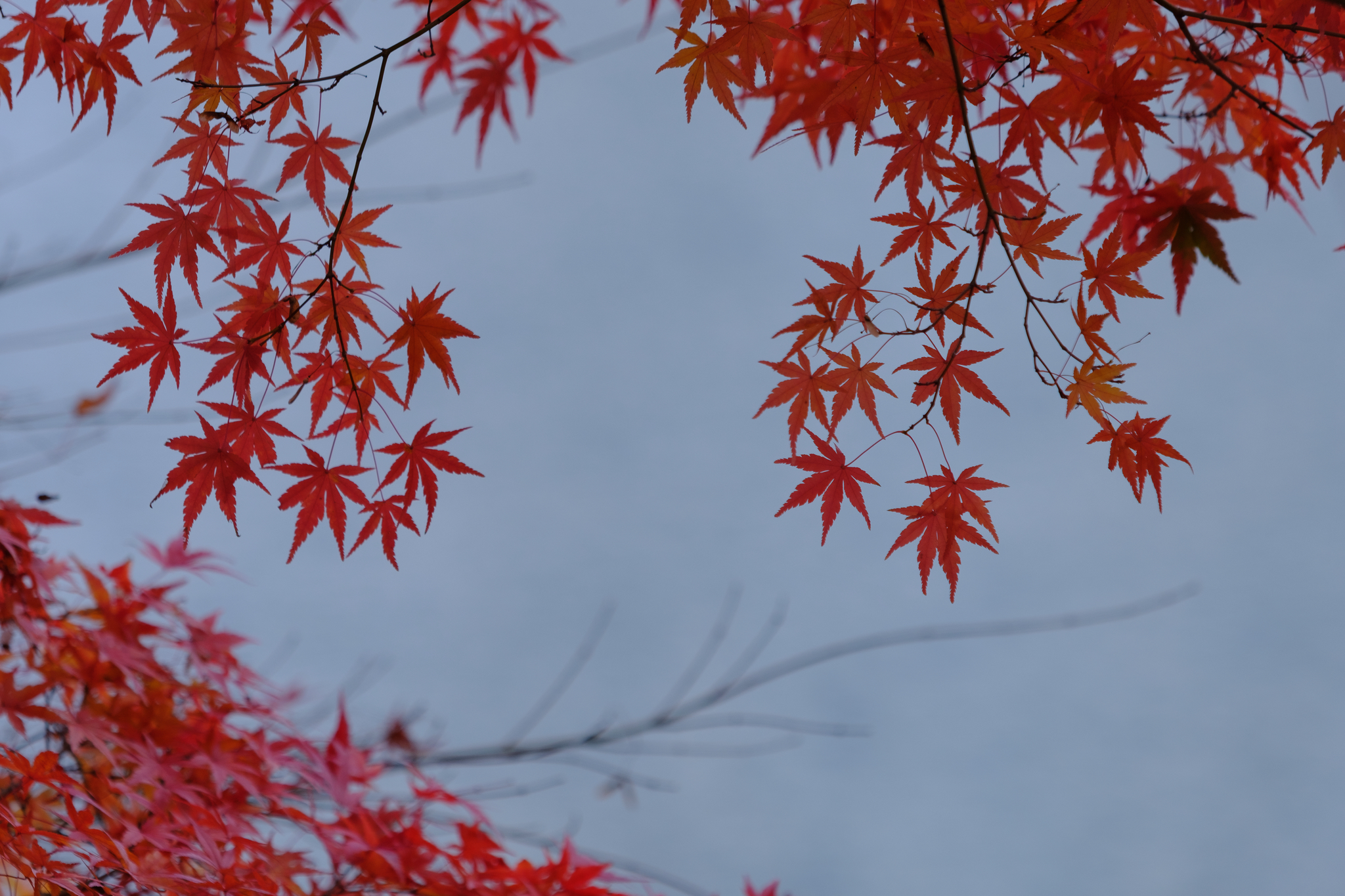 よりどりみどり