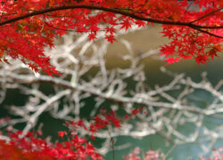 主役はどちらだ？