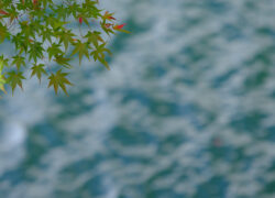 青もみじの詩情