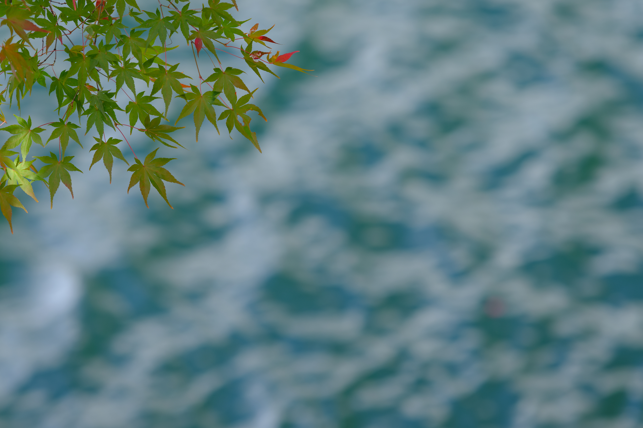 青もみじの詩情