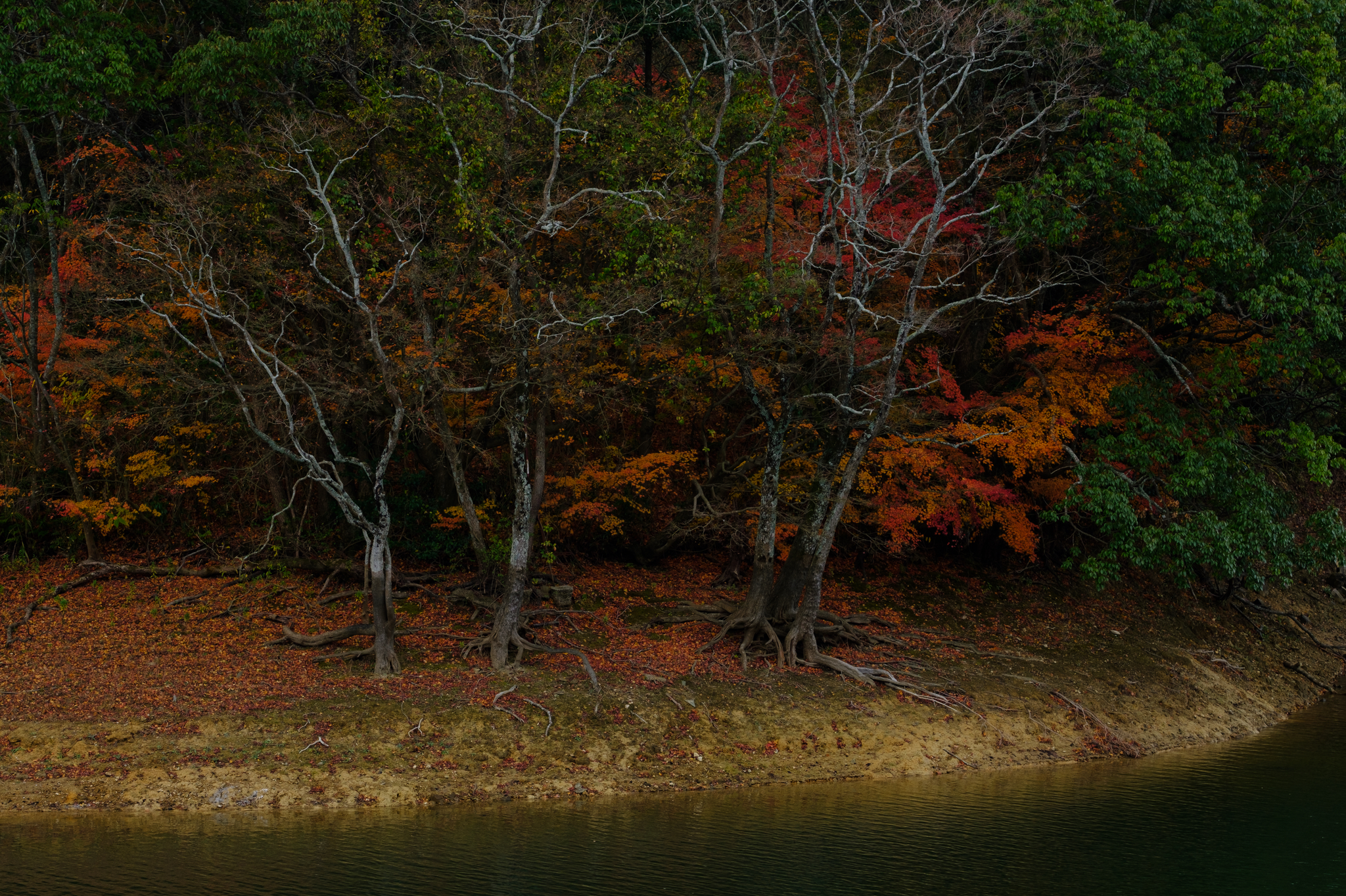 続・対岸の彩り