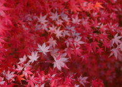 紅葉はサンタクロースカラー