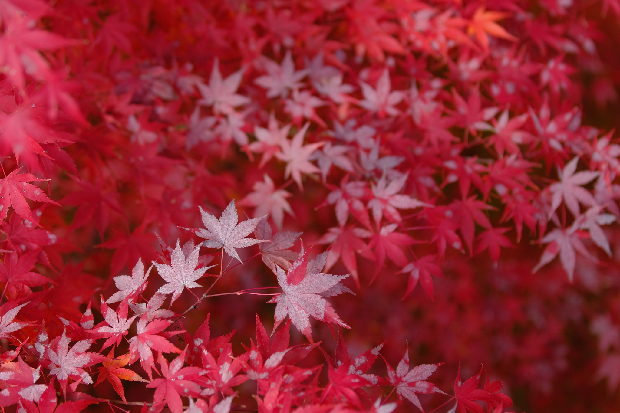 紅葉はサンタクロースカラー